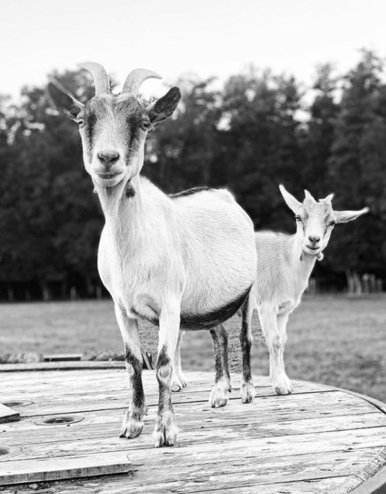 Gite A La Ferme Chant'Alouette Etauliers Εξωτερικό φωτογραφία